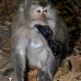monkey_macaque_balinese_mf_ubud_v_1352_bal5073.jpg